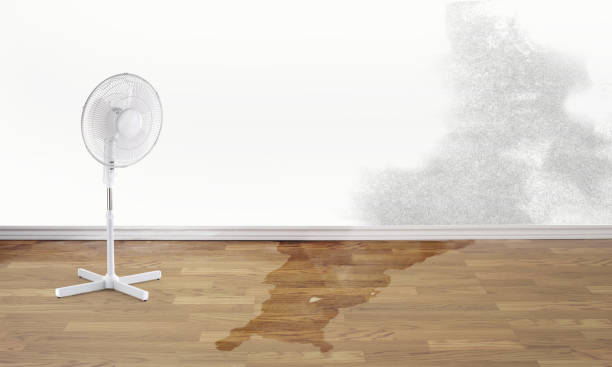 Best Water damage restoration near me  in Holt, MI