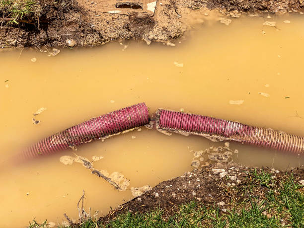 Best Local water damage restoration  in Holt, MI