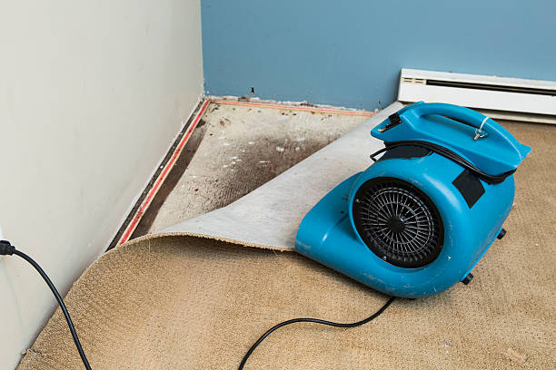 Best Carpet water damage restoration  in Holt, MI
